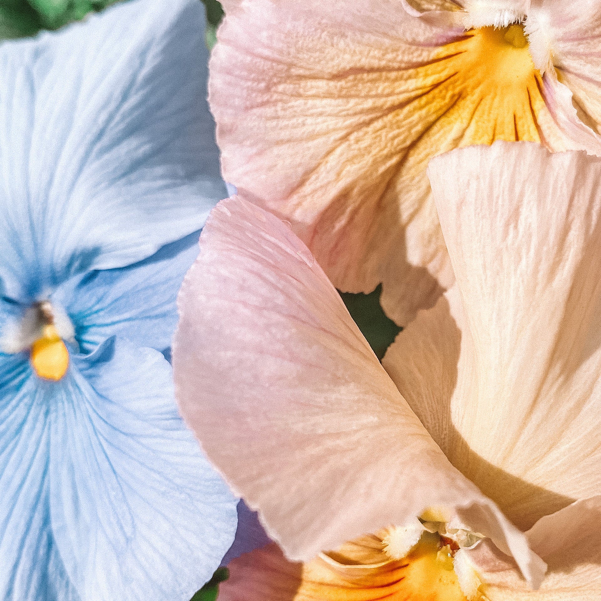 Step Into Your SANRAE Era: A Spring Reset for Body and Mind